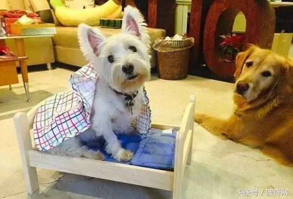 金毛喝醋,金毛到底有多吃醋