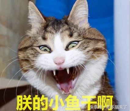 为什么我家猫咪不爱吃好主人猫粮,猫猫为什么不喜欢吃猫粮