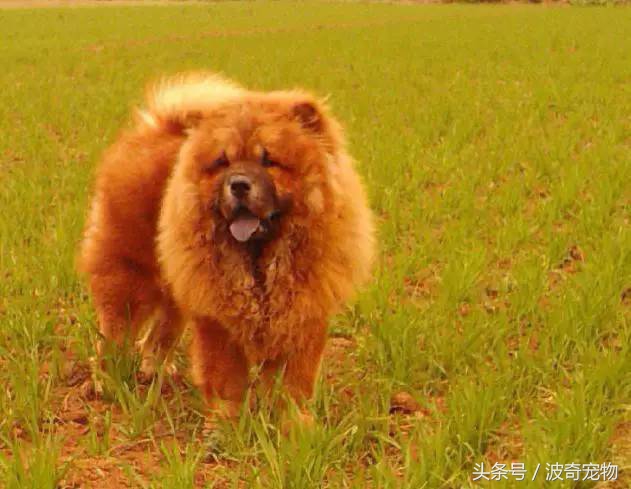 狗狗品种大全带你走进狗狗的世界,狗狗品种大全看看你认识几种