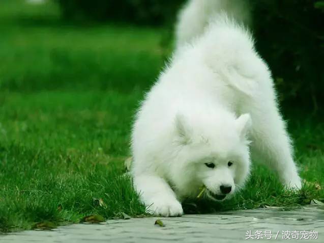 狗狗品种大全图片及简介,狗狗的所有类型品种大全介绍