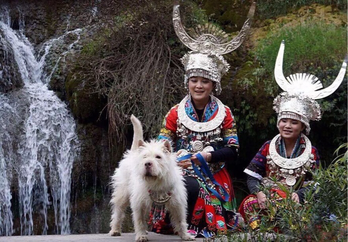 下司犬打猎最厉害的犬,下司犬国家名犬