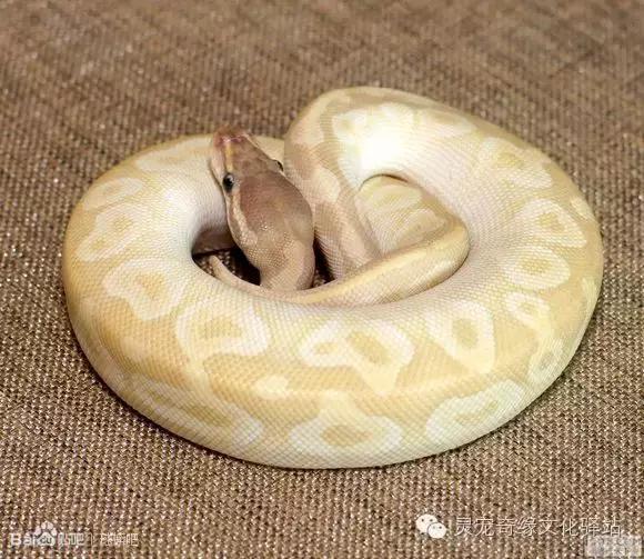 球蟒基因组合大全,球蟒基因品系图鉴下载