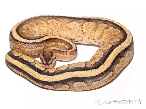 球蟒基因组合大全,球蟒基因品系图鉴下载
