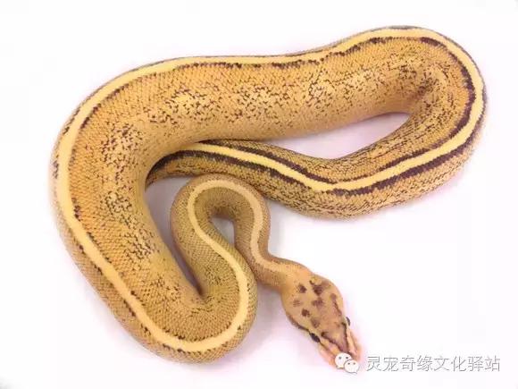 球蟒基因图鉴入门,球蟒基因品系大全