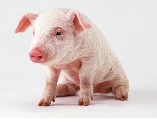 仔猪死亡率50%以上！猪流行性感冒的防控措施