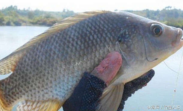 野钓罗非鱼专用饵料配方,水库钓罗非饵料配方