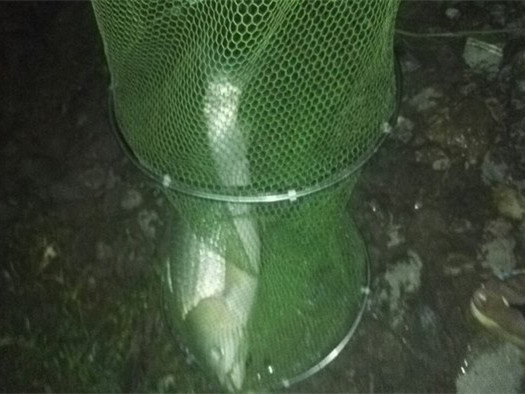 东江小湖野钓,东江野钓大一点的鱼