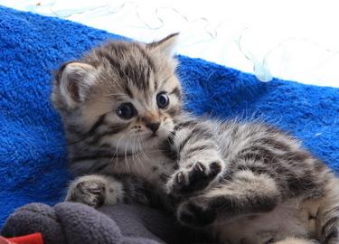 帅气宠物猫名字大全,公宠物猫名字大全