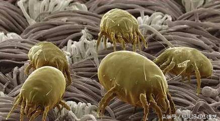 儿童螨虫咬起疙瘩怎么治疗,宝宝身上起螨虫疙瘩怎么办