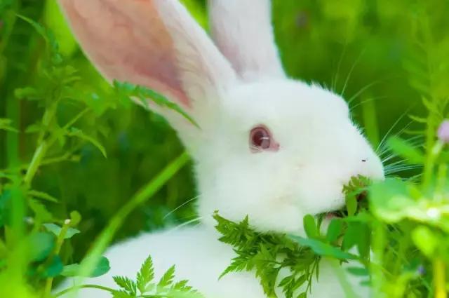 凤凰岛把公园还给你,你还欠自己一次隐居