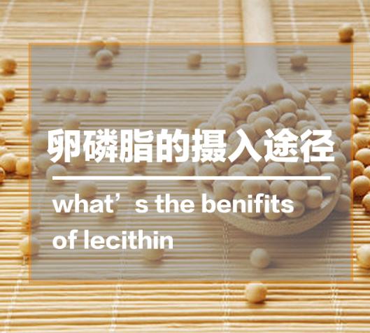 吃卵磷脂的好处和坏处是什么 (药用卵磷脂和保健卵磷脂有啥区别)