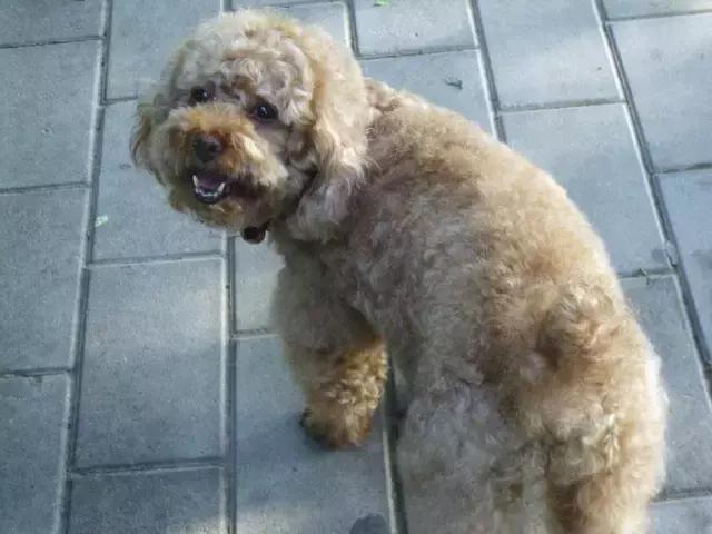 泰迪小宝宝的日常生活,泰迪小宝贝