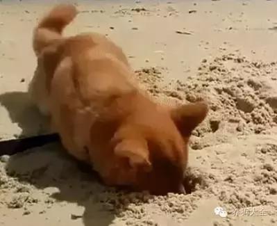 小狗刨洞,小狗刨洞是怎么回事