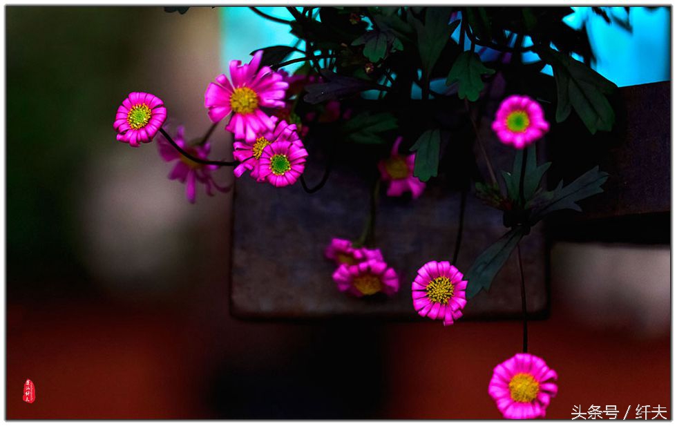 姹紫嫣红入夏来,姹紫嫣红等你来