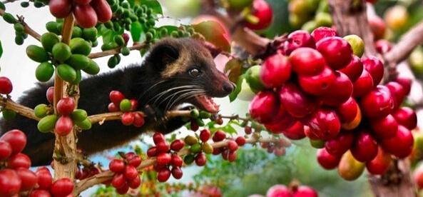 猫屎咖啡真相大揭秘,猫屎咖啡的真实生活