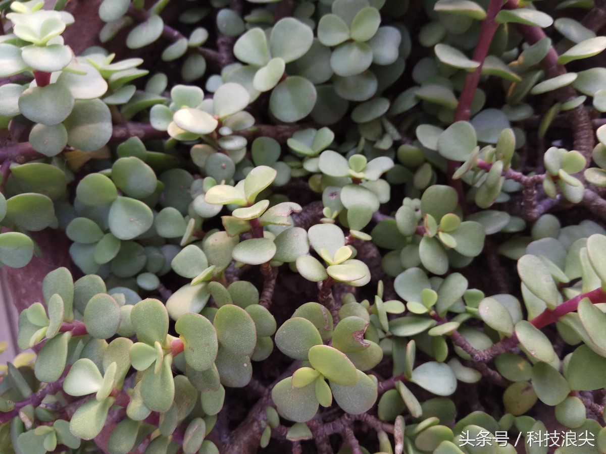 红米note4外观曝光,红米note4标准版值不值得买