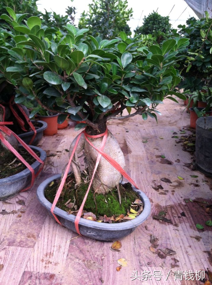 盆栽榕树过冬的温度,榕树盆栽怎么样移栽