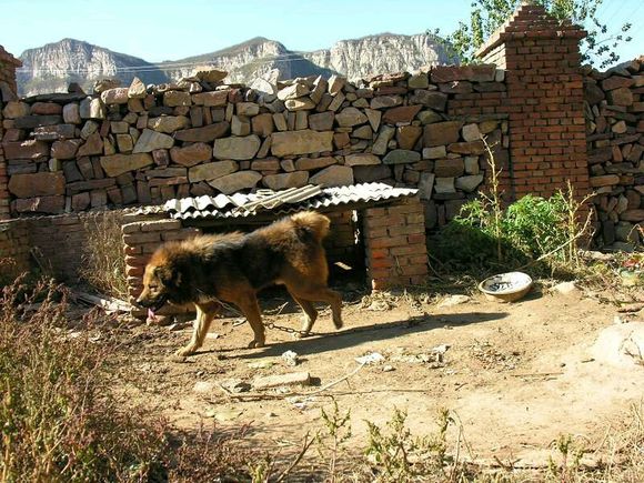 纯纯的土狗,纯纯的小土狗