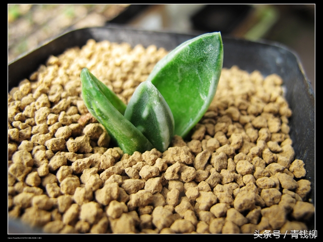 仙人球瑞云牡丹的养殖方法,瑞鹤多肉怎么养