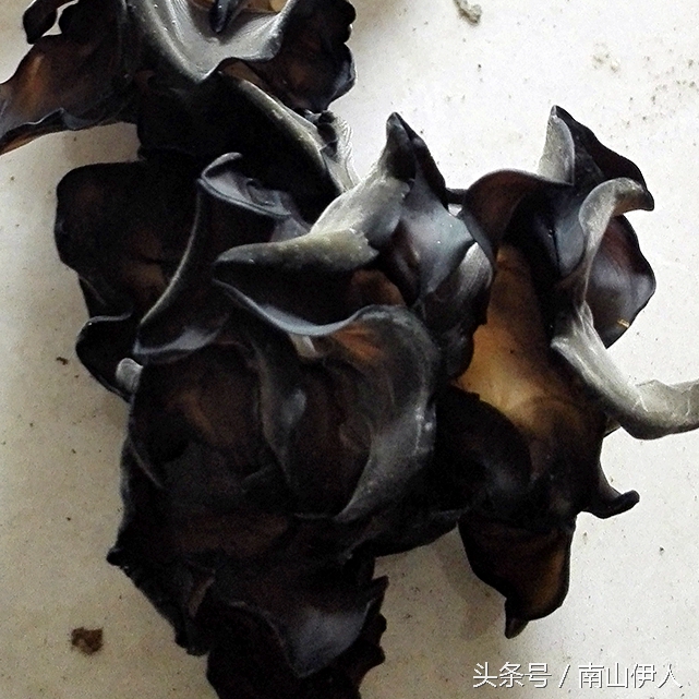 人工种植木耳与野生木耳区别,最简单的种木耳方法