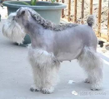 狗断尾什么意思,狗断腿有什么说法