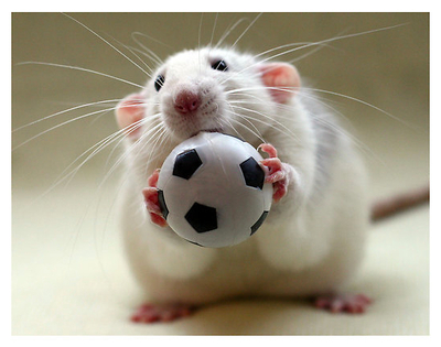 鼠携带狂犬病毒吗,鼠咬伤容易导致什么感染