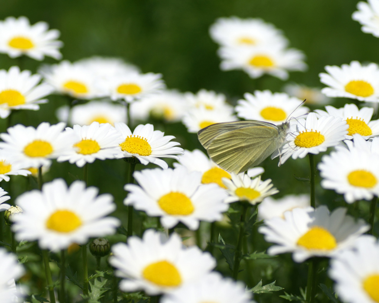 网络上的视力恢复其实真的吗,如何零成本恢复视力