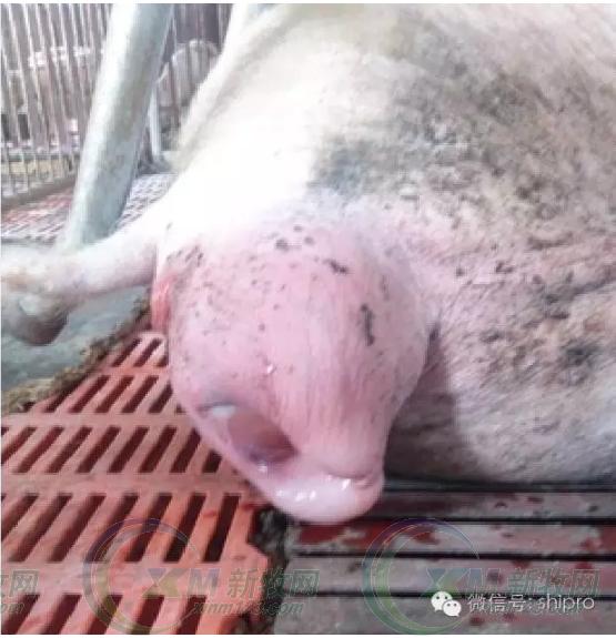 母猪产程过长的“全新营养”解决方案