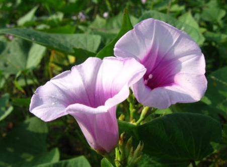 四川11批次肥料产品抽查不合格!川丰、施可夫、施可利、元丰、华超、粒多帮、华瑞特在列