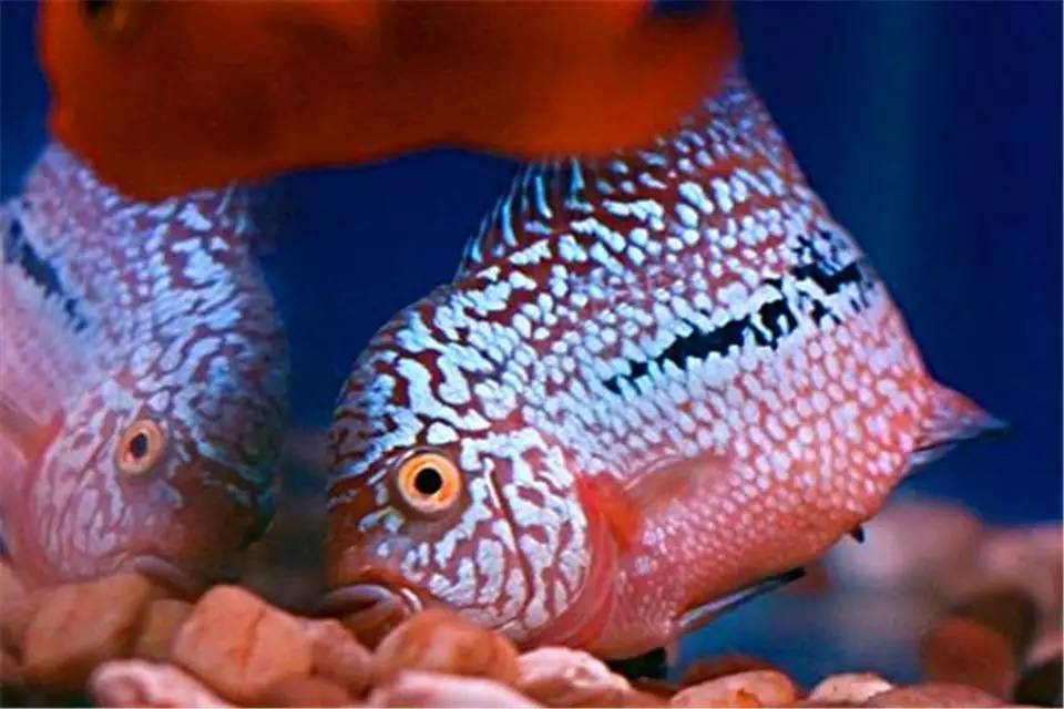 罗汉鱼常见病的防治方法,罗汉鱼预防内寄