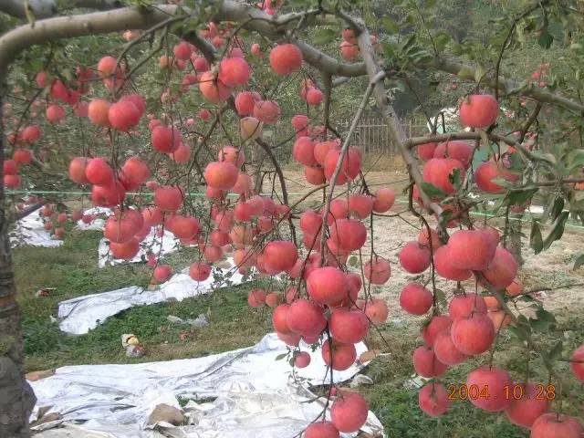 昌平区农业示范园采摘苹果,北京昌平苹果最佳采摘期