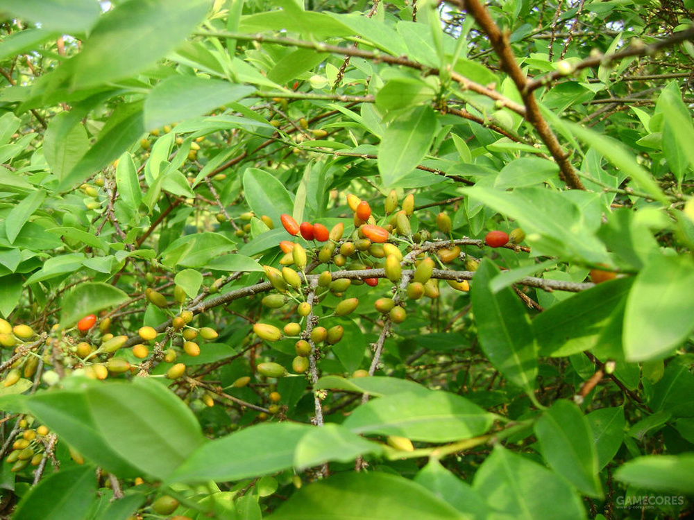 世界上最牛逼的毒枭,真正毒枭到底有多凶残