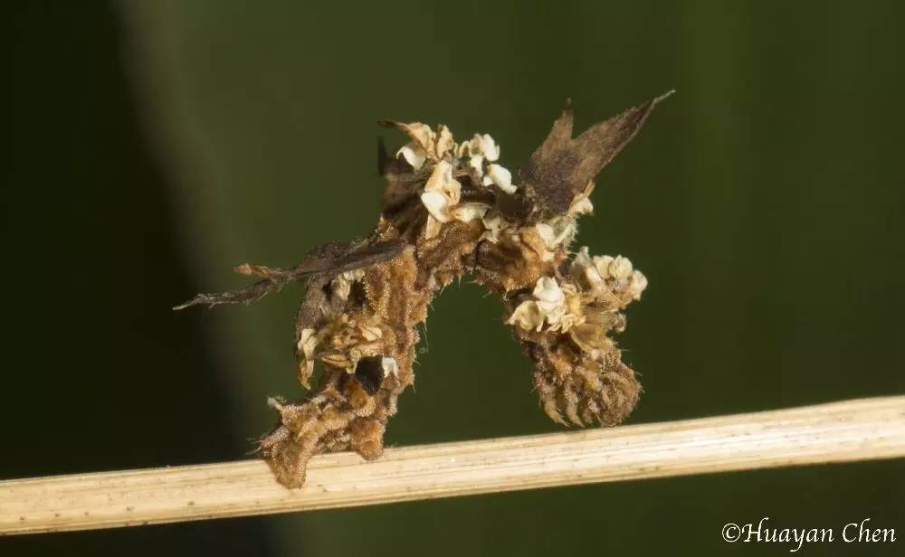 尺蠖伪装成树枝,尺蠖伪装视频动画