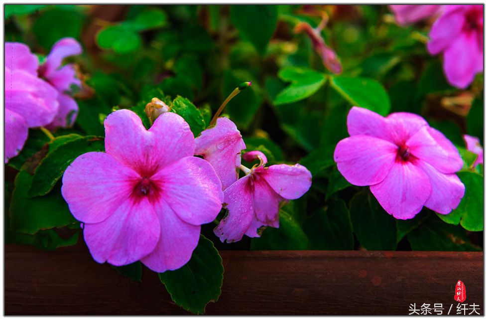 姹紫嫣红入夏来,姹紫嫣红等你来