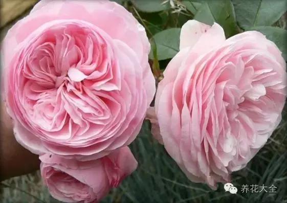 冰淇淋月季快开花的样子 (夏花标准的月季)