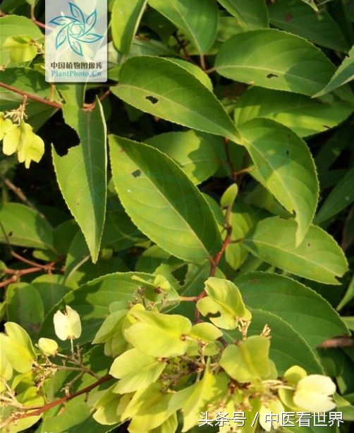 水莽草毒性成分,水莽草雷公藤