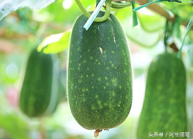 农村人最爱种植的20种“瓜”，你认识几个？|阿兮随笔