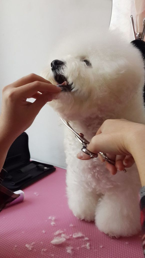 比熊怎么喂省钱,比熊自己做饭的健康食谱