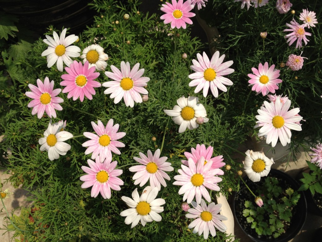 有哪些好听的花儿,好看花儿的名字有哪些