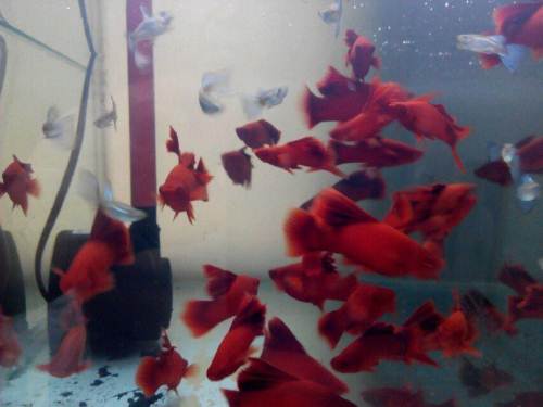 剑尾鱼哪个品种最好养,凤尾热带鱼养殖技术大全