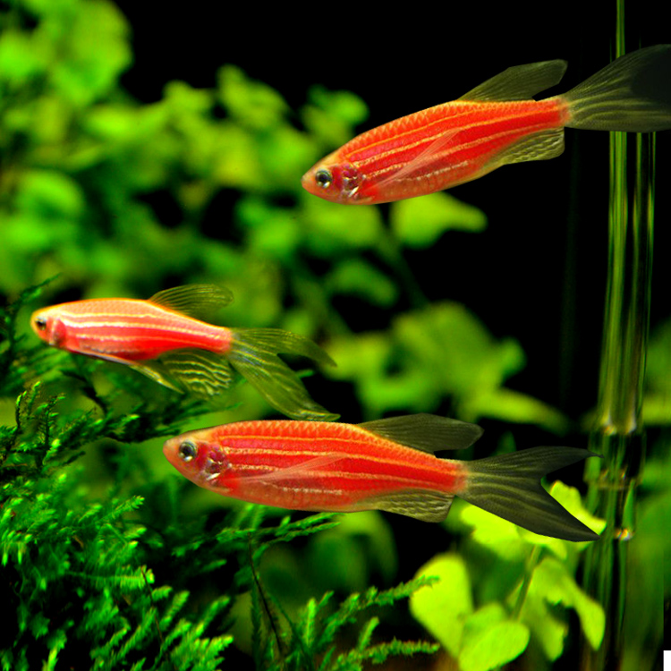 斑马鱼的养殖方法和注意事项,小观赏鱼斑马鱼怎么养好