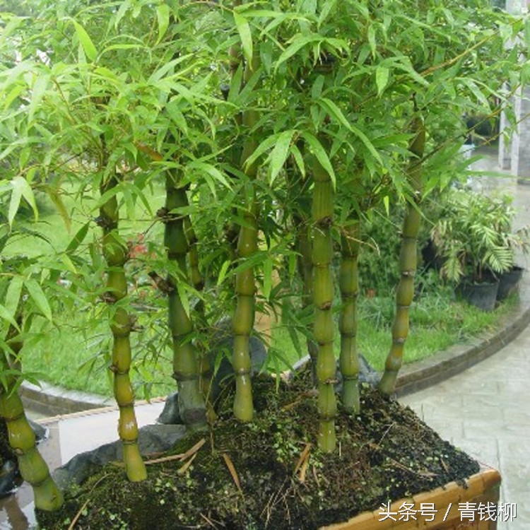 盆景植物制作方法,盆栽竹子教程