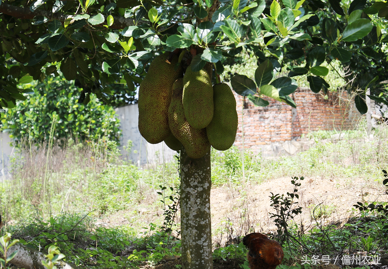 菠萝蜜是什么味道的怎么形容,菠萝蜜没什么味道是怎么回事