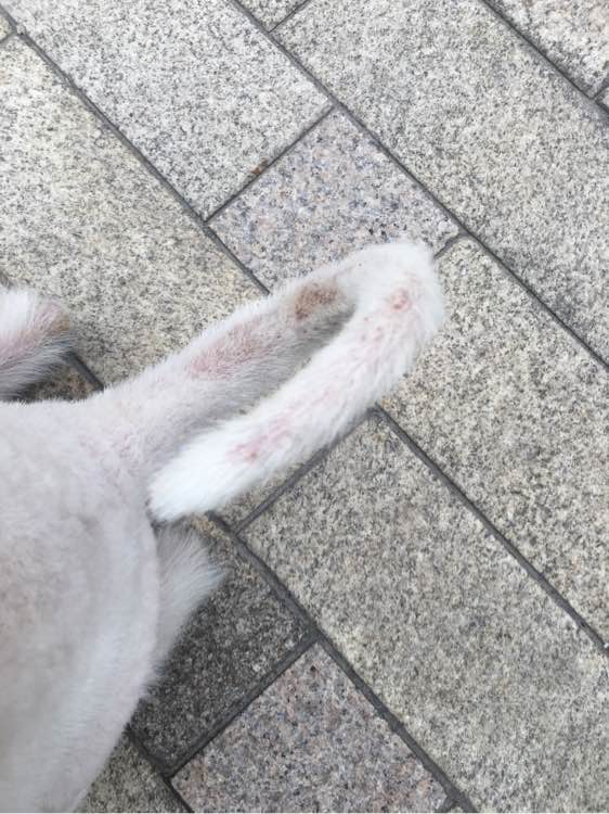 路边捡到一只萨摩耶,捡到萨摩耶有狗癣