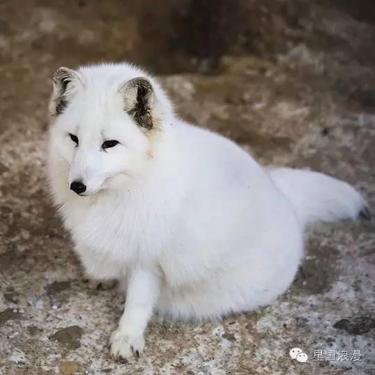 铏愭亱,鎭嬭檺灏忚