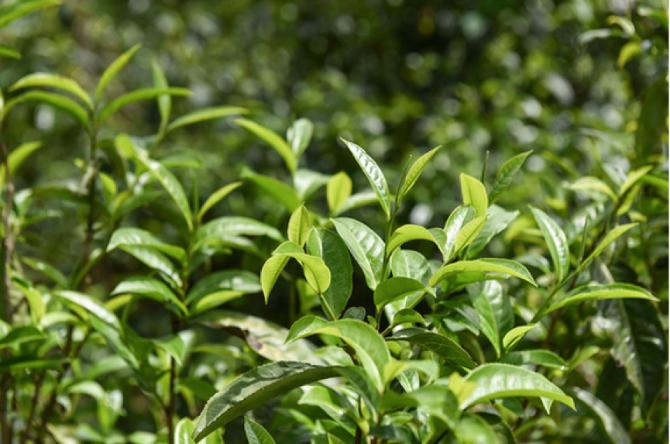 五虎上将普洱茶2006,五虎上将普洱