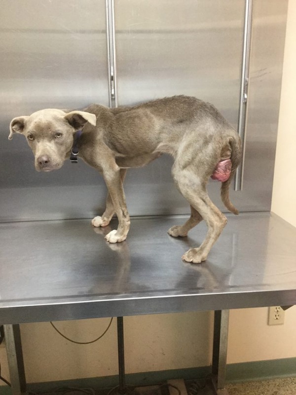 他们想这只狗一定恨透了人类，但兽医进入狗笼后，证明了一件事情