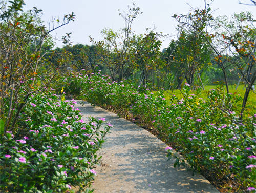 〈花开园〉顺德一间靓到“氹”一声的花园食府，赏花喂牛亲子