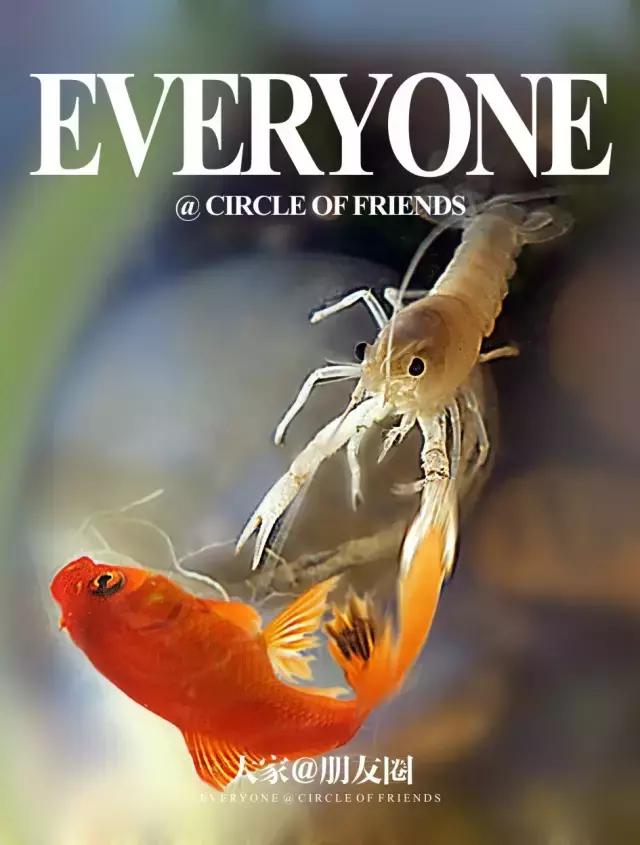 捕获大鱼惊悚片,拍到鲨鱼捕食鱼的真实一幕