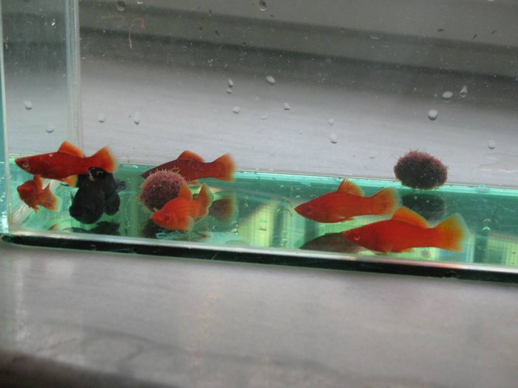 热带小鱼怎么养殖的,热带微型鱼怎么养